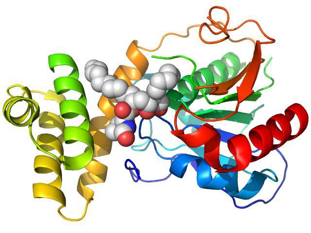 биологическая роль аминокислот