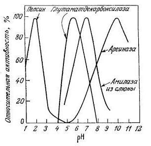 основы кинетики ферментативных реакций