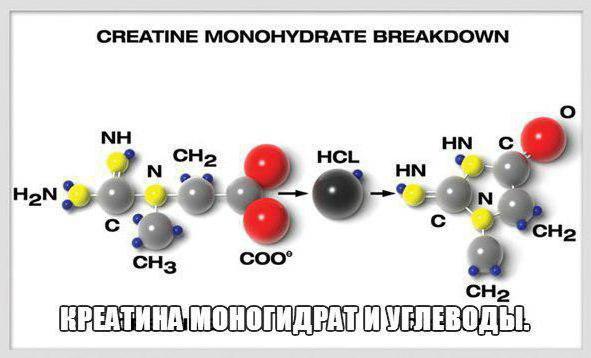 креатин, для чего он нужен