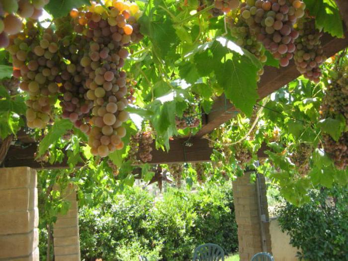 арочный виноград