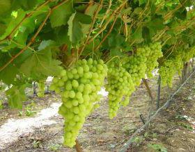 виноград арочный описание