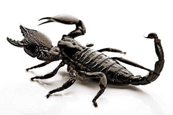 скорпион насекомое описание