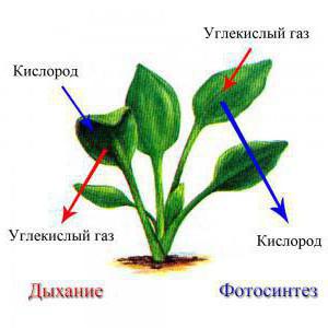 дыхание в листьях растений происходит в клетках органов