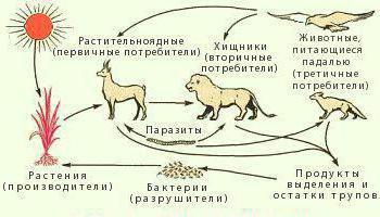 что дают растения животным и человеку схема 3 класс фото