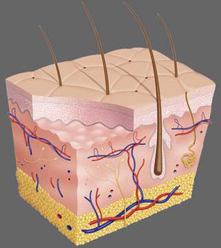 какие клетки покрывают поверхность кожи