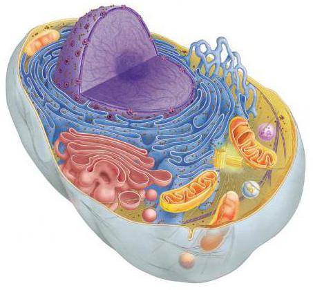 полость в цитоплазме заполненная клеточным соком