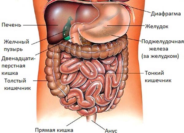 расположение органов брюшной полости