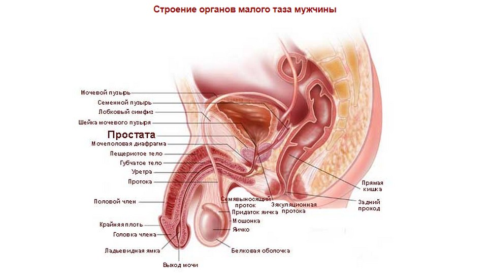 внутренние органы человека схема расположения у женщин