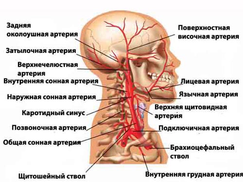 лобная область головы