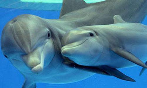 какой размер полового органа дельфина