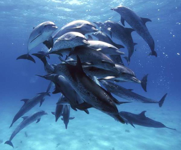 половые органы дельфинов