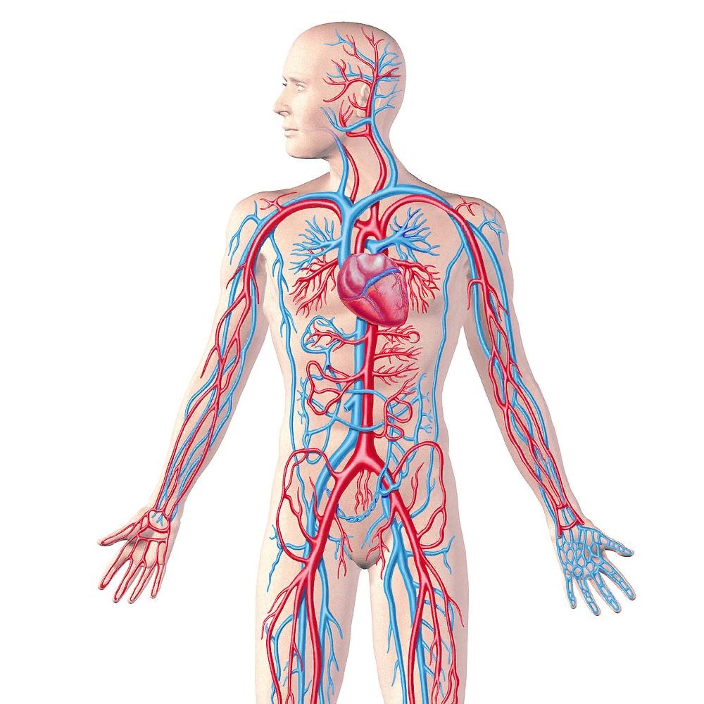 функции кровеносной системы человека