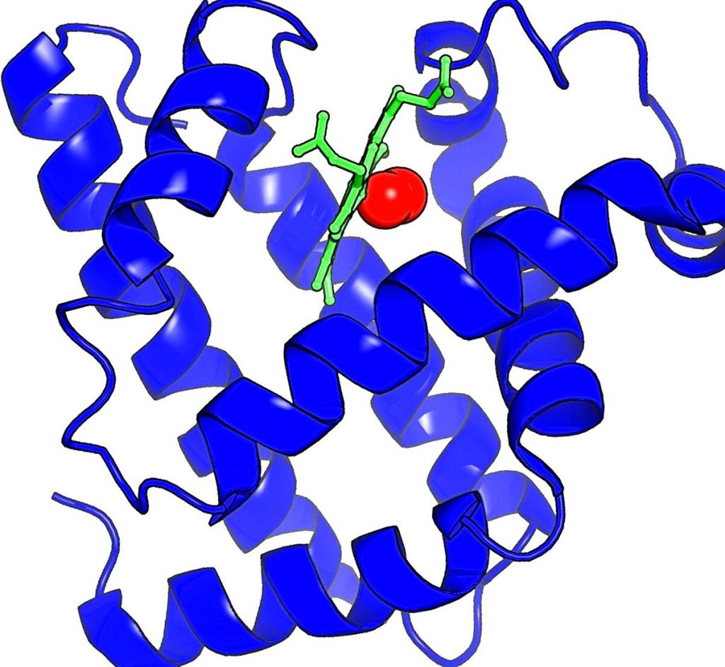 вторичная структура белка 
