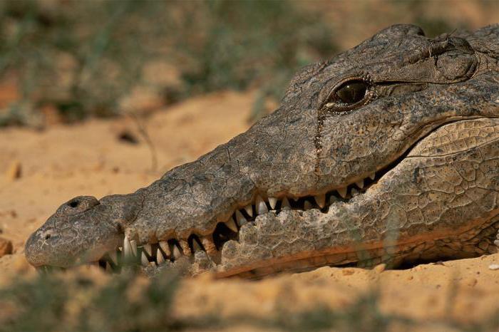 крокодильи слёзы значение