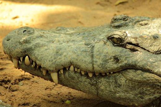 фразеологизмы крокодильи слёзы