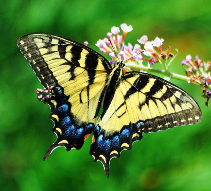 бабочка парусник фото