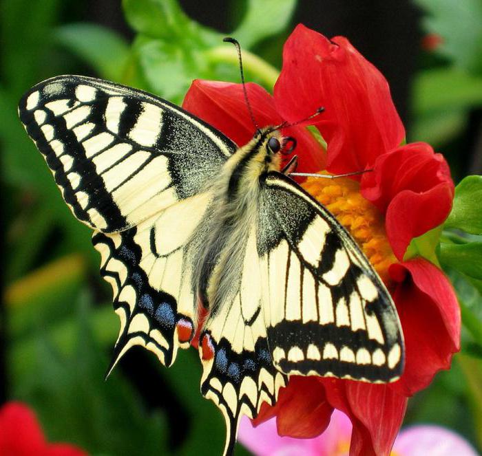 красивая бабочка парусник