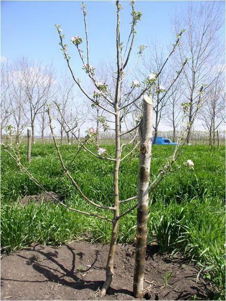 карликовые яблони сорта отзывы татарстан