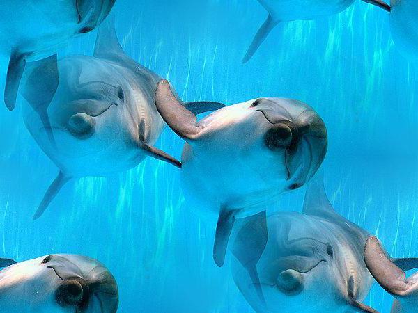 дельфинарий в самаре отзывы 