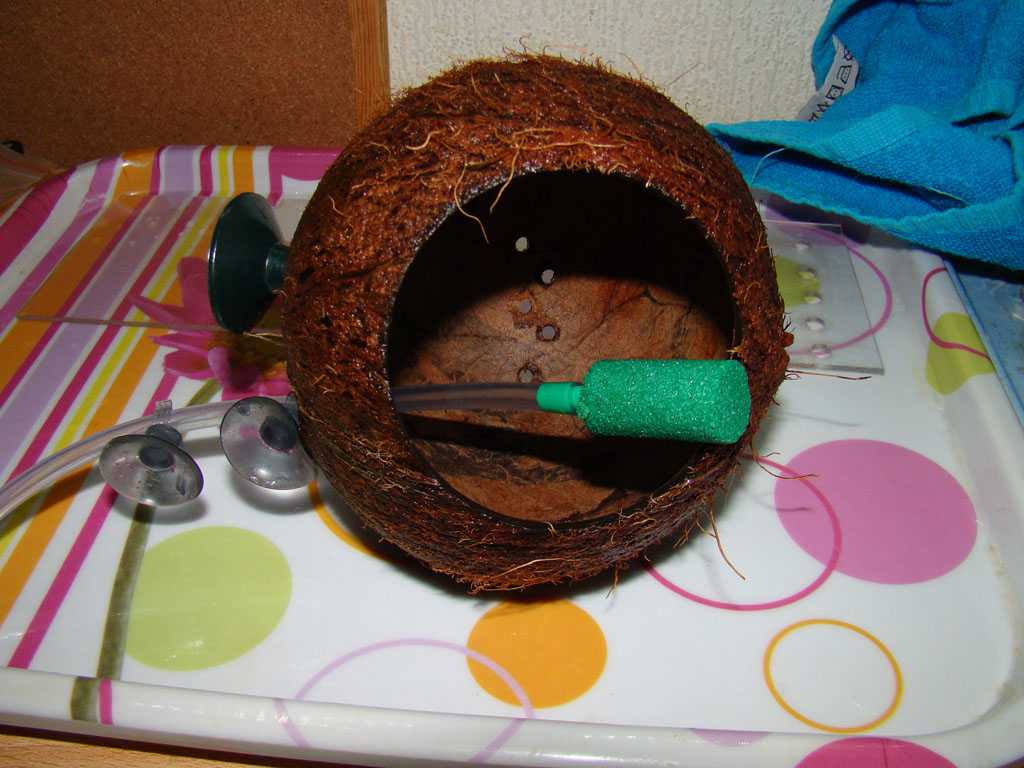 грот из кокоса для аквариума своими руками