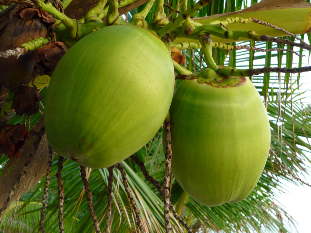 как подготовить кокос для аквариума