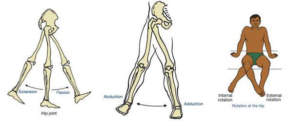 Анатомия тазобедренного сустава человека мышцы