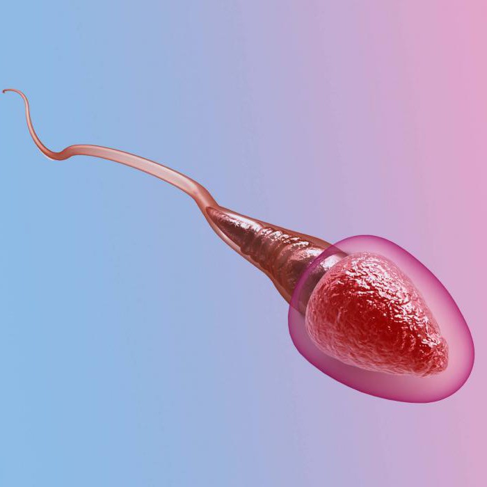 Анализ фрагментации днк сперматозоидов