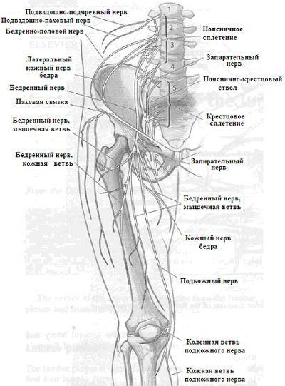 Поясничное сплетение и его ветви