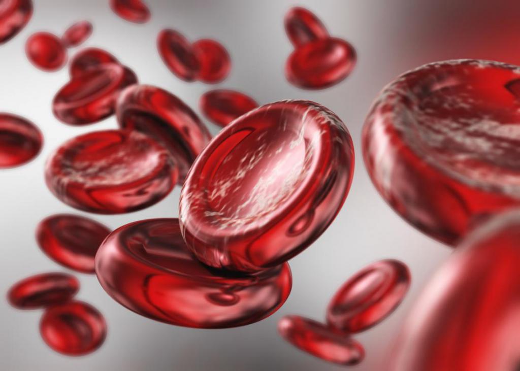 Важный элемент кровеносной системы, которому нужно органическое железо