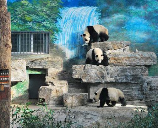 пекинский зоопарк большая панда