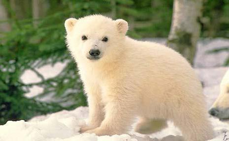 интересные факты из жизни белых медведей