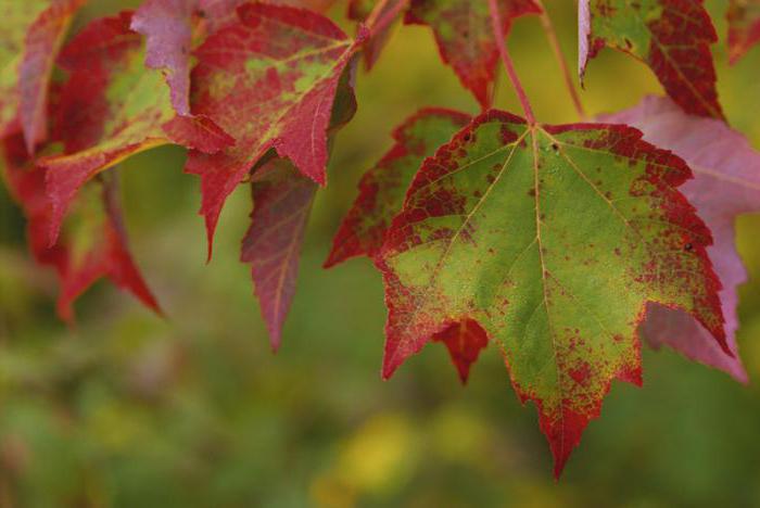 Почему деревья сбрасывают листья осенью