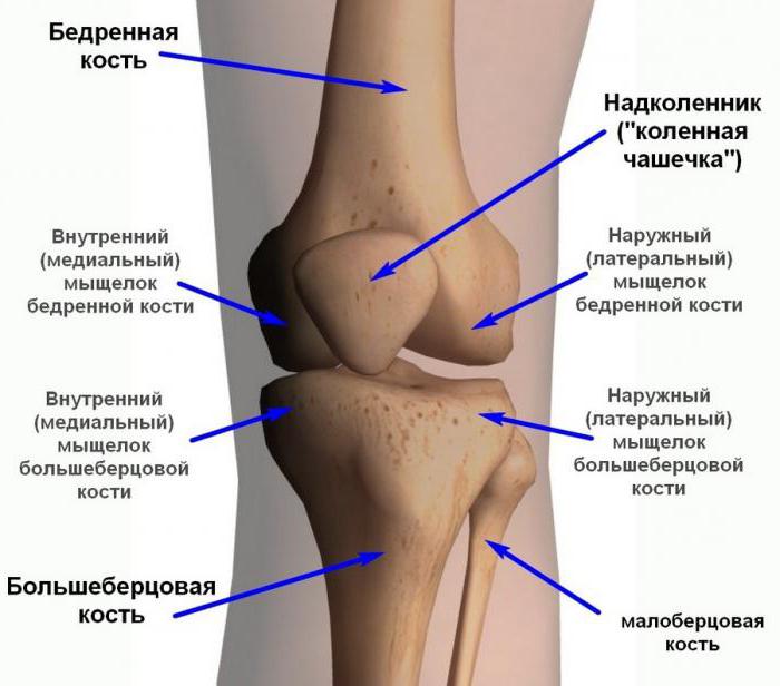 коленный сустав связки