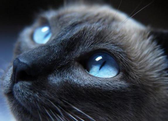 порода голубой кошки с голубыми глазами