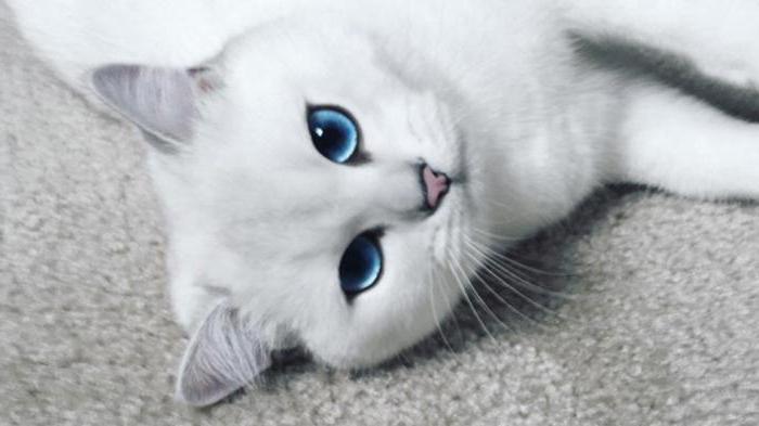 какие породы кошек с голубыми глазами