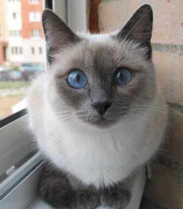 порода черных кошек с голубыми глазами