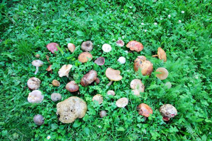 грибы съедобные и несъедобные в харьковской области