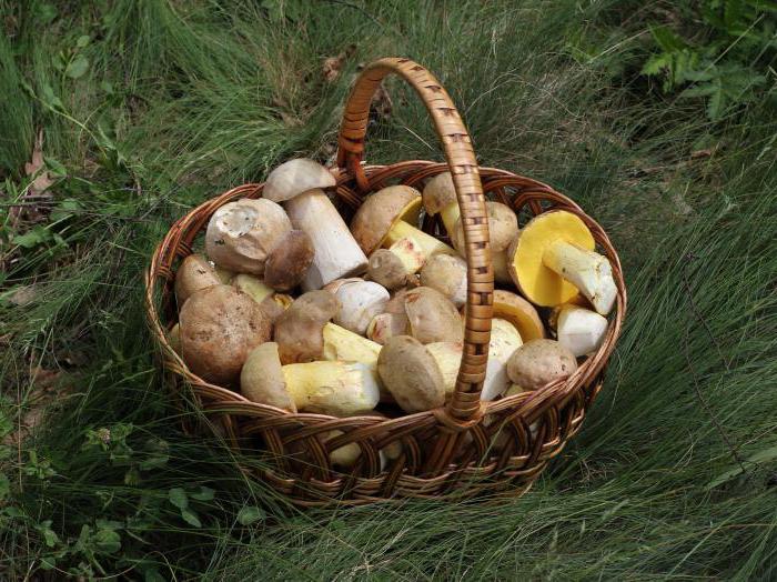есть ли грибы в харьковской области