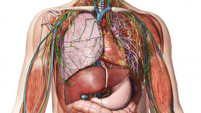 венозная система анатомия