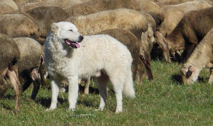 Итальянская овчарка 