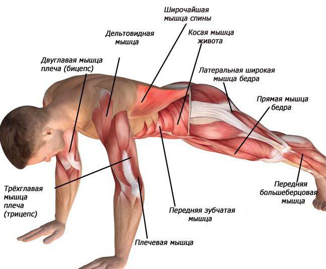 "Скалолаз" - упражнение на какую группу мышц?