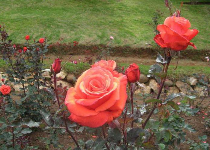 определение понятия роза раст сем розоцветных