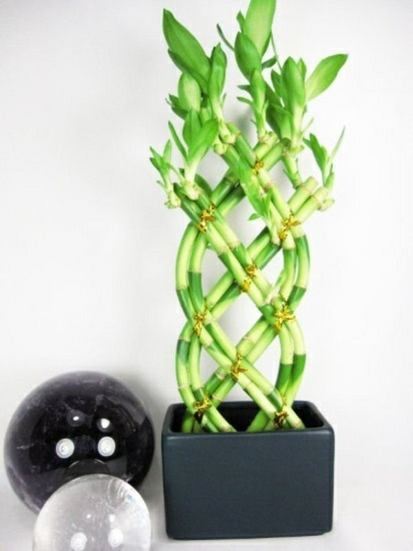 декоративный бамбук