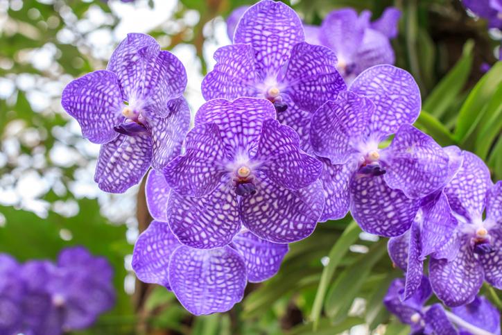фиолетовые орхидеи