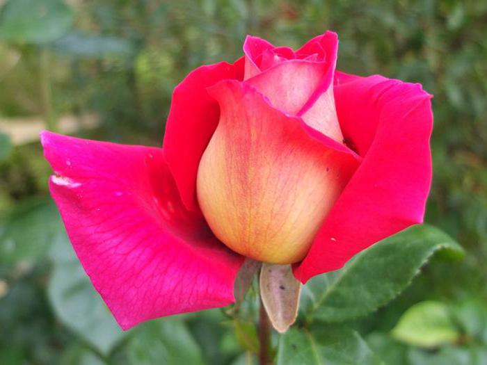 роза кроненбург описание сорта