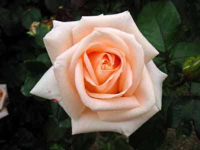 роза осиана