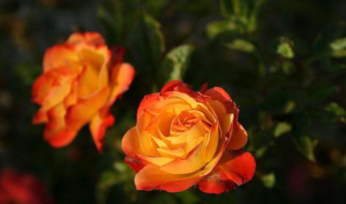 роза румба флорибунда