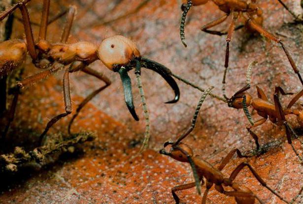 кочевые муравьи