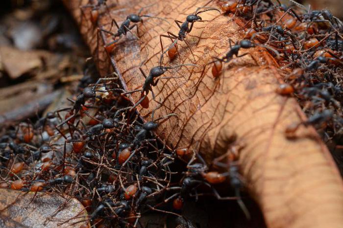 африканские кочевые муравьи