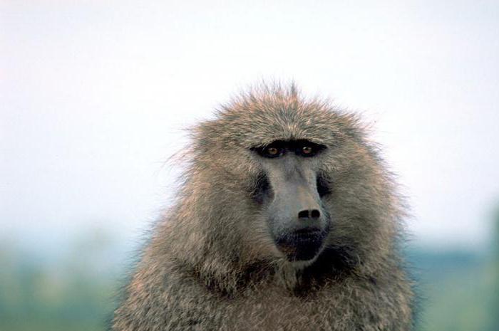 собакоголовая обезьяна фото